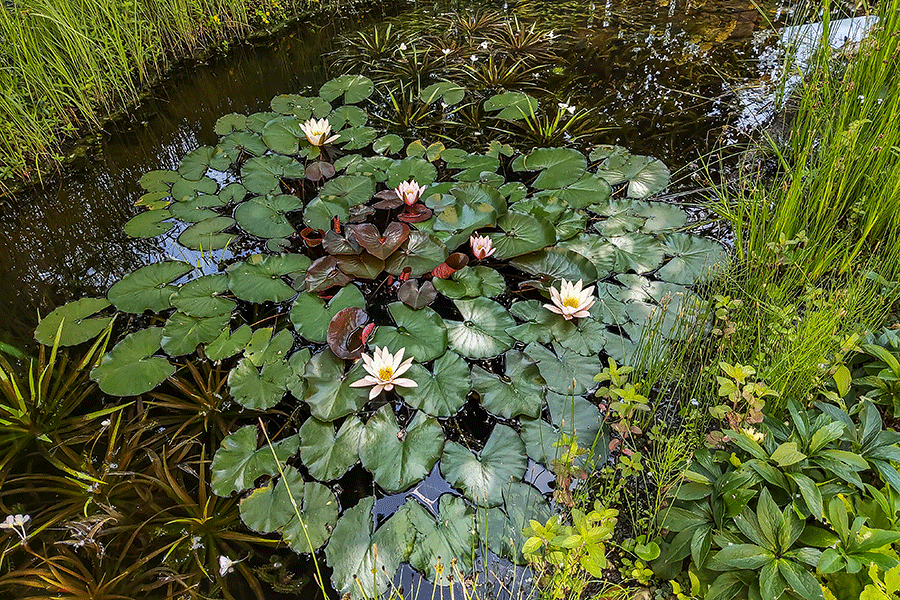 Unser Biotop im Vorgarten ist von blühenden Seerosen geschmückt - Foto: JoSt © 2022